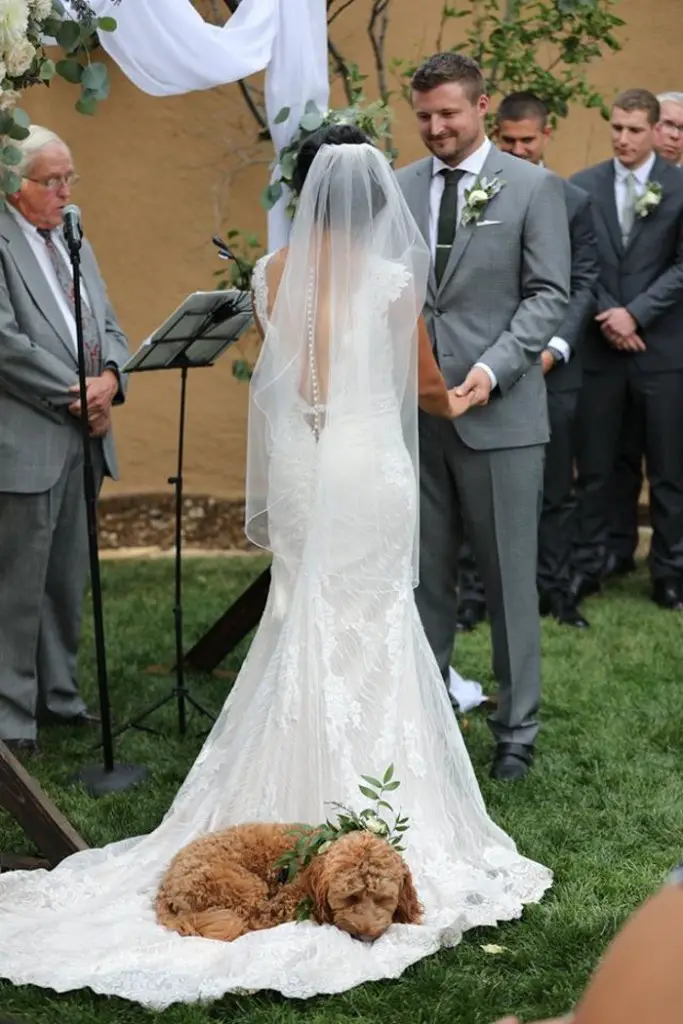 Ashley and Mark Colorado Wedding Puppy Walking Down the Altar