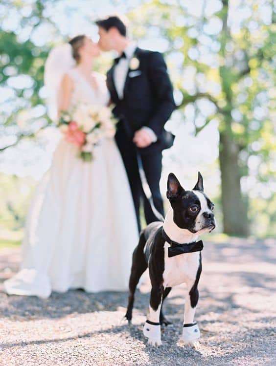 Best Dog in Wedding Cutest Puppy Special Day Mike Cassimatis Photography