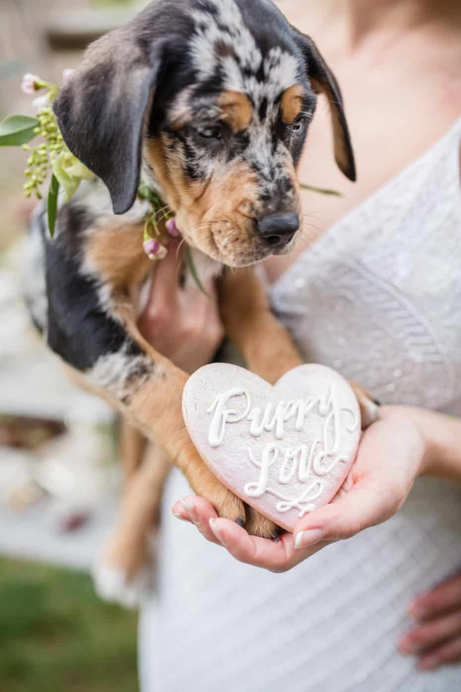 Cute Wedding Puppies Ring Bearer Puppy Love De Joy Photography