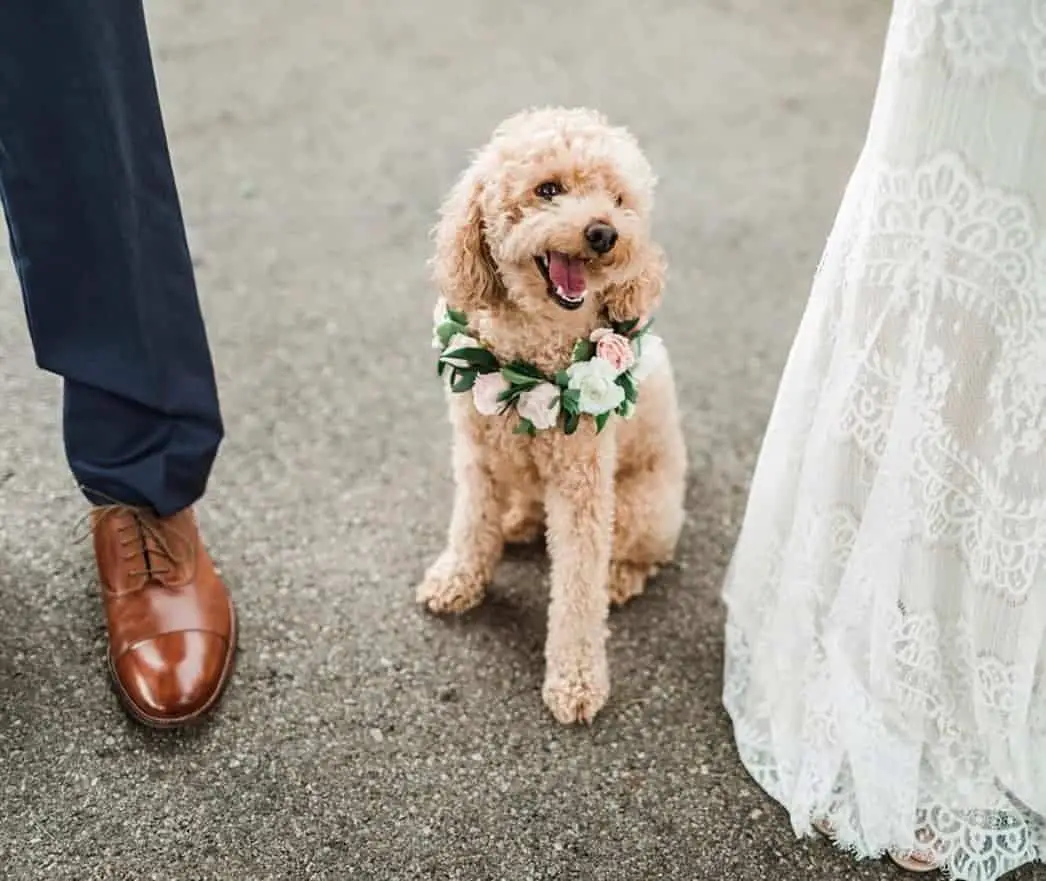 Floral Wedding with Puppies Wedding Puppies Cute Doggo Leah Kelley Photography