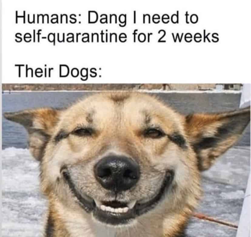 Social Distancing Coronavirus Memes Quarantine Funny Dogs COVID-19 Inside Jokes