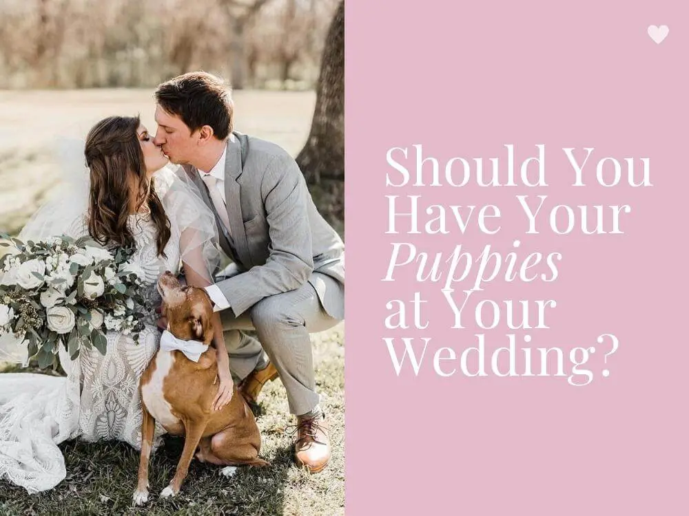 Wedding Puppies Instead of Flowers at Your Wedding