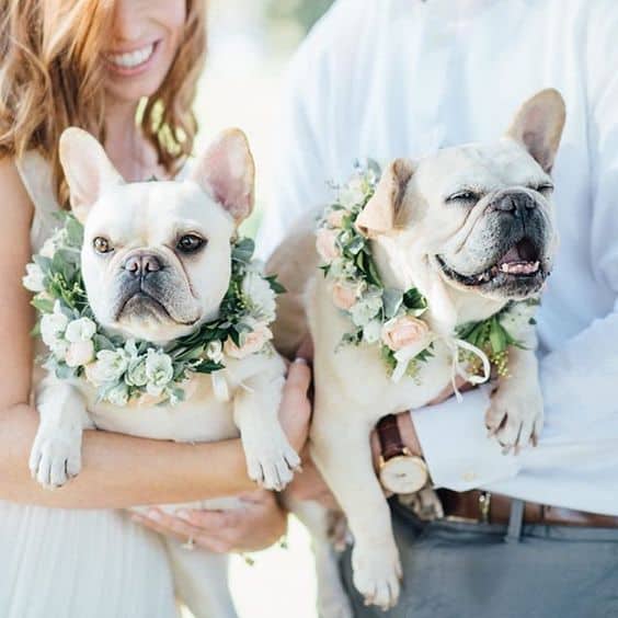 Yoga Frenchie Wedding Puppies Cutest Wedding Pup Compass Floral