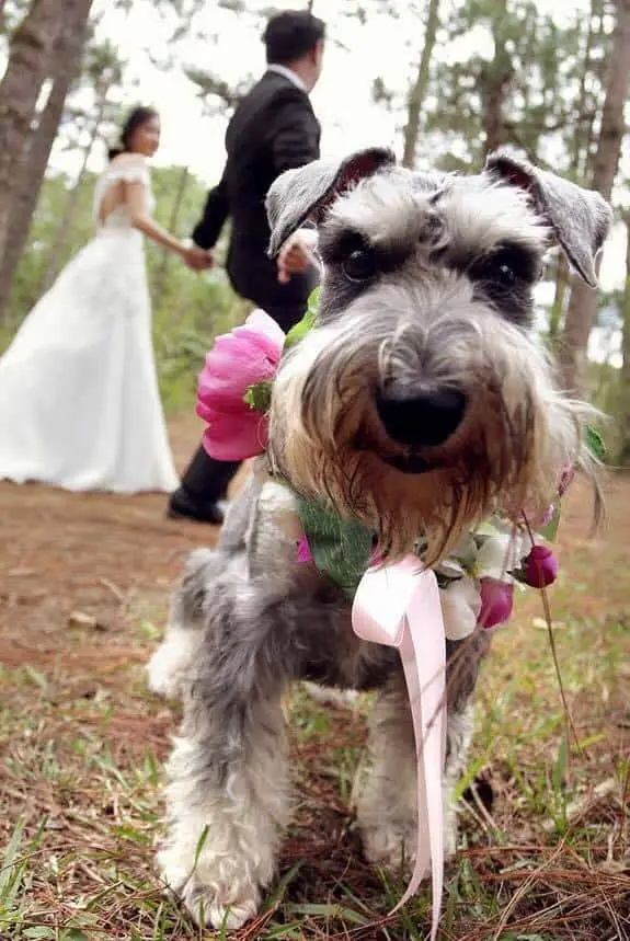 wedding-puppies-cute-ring-bearer-wedding-schnauzer